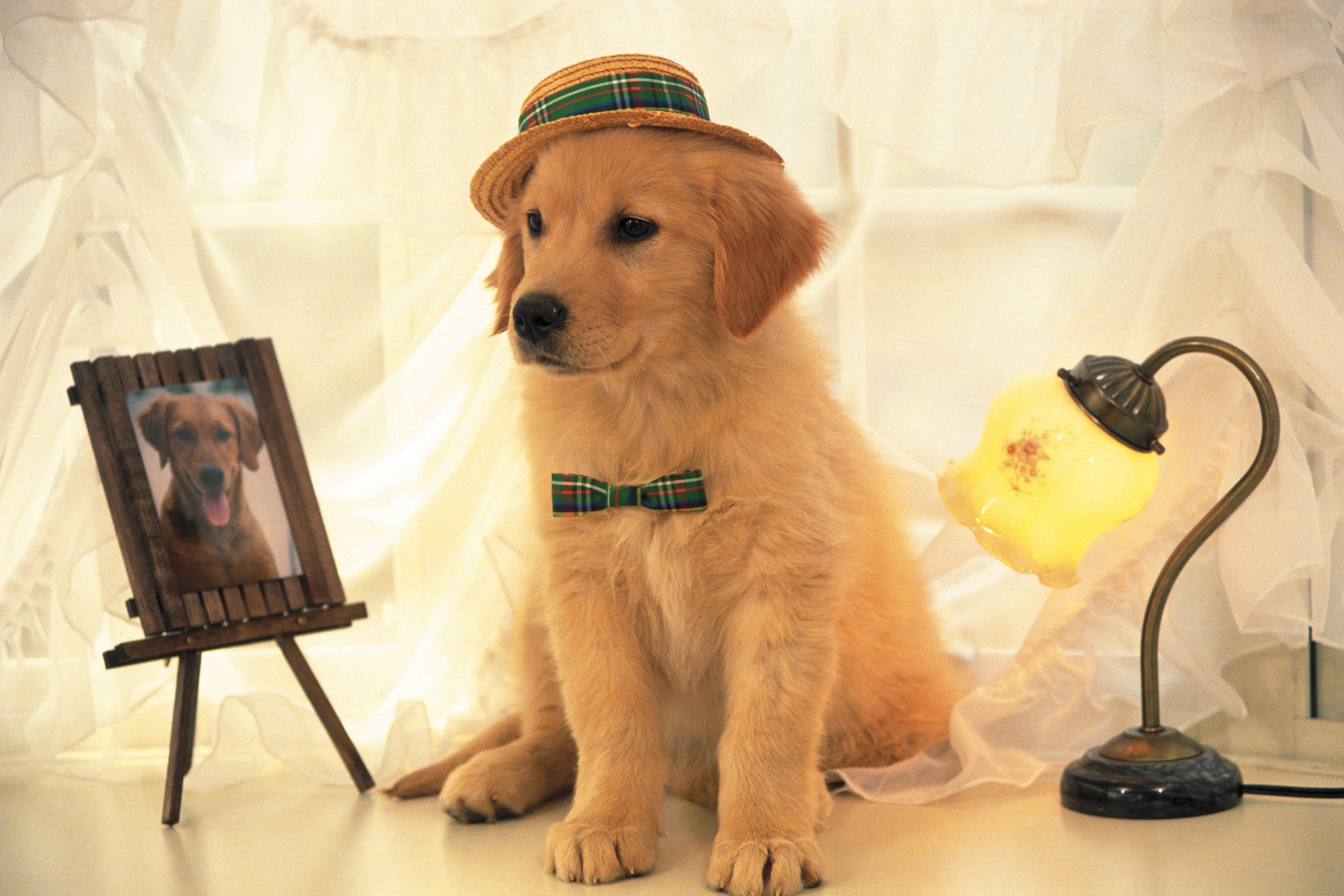 puppy in hat and bow tie