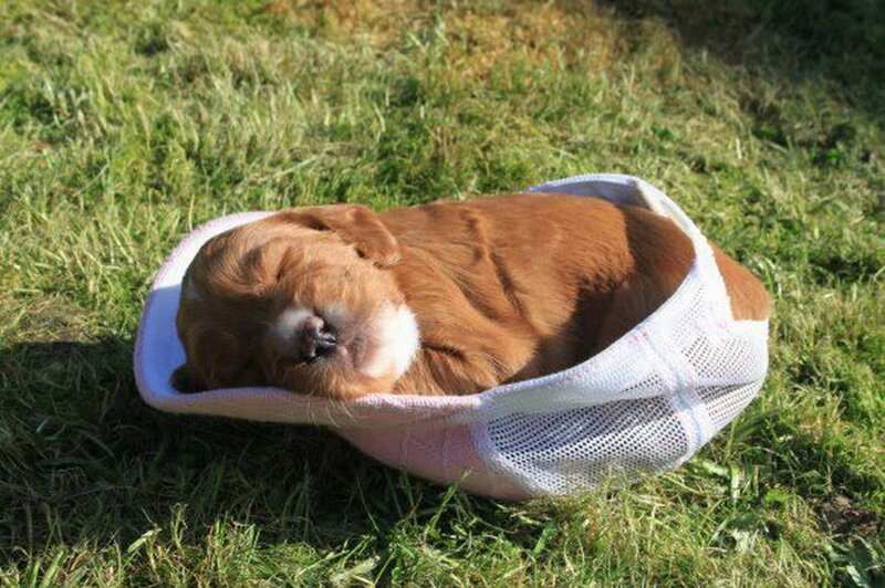 Puppy in Hat
