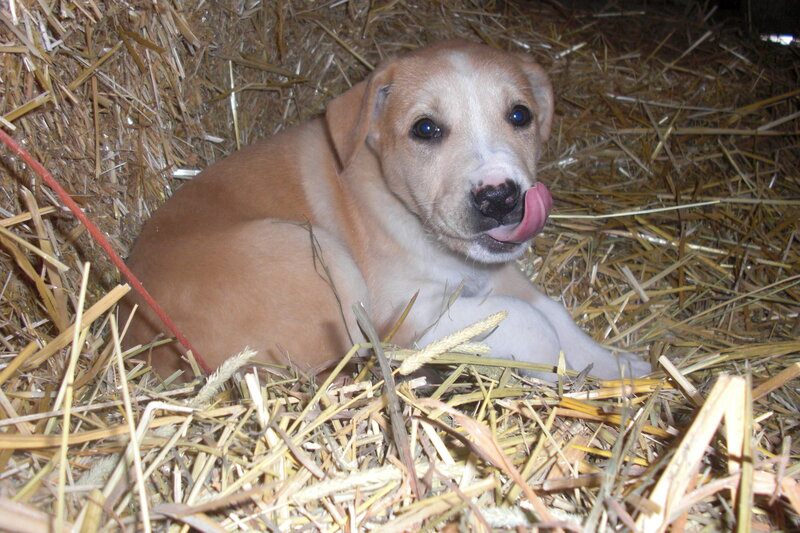 Puppy in Hay