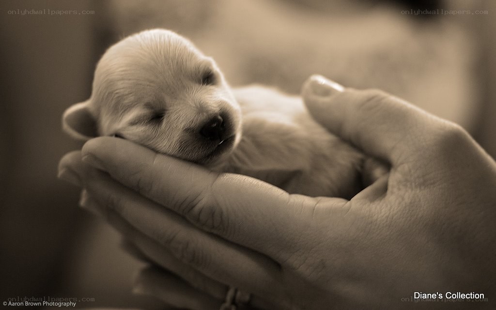 Puppy in human hands