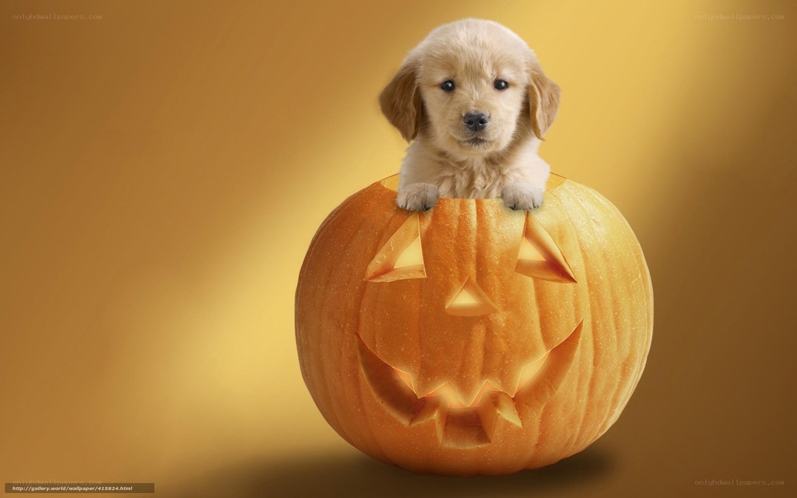 puppy in jack-o-lantern