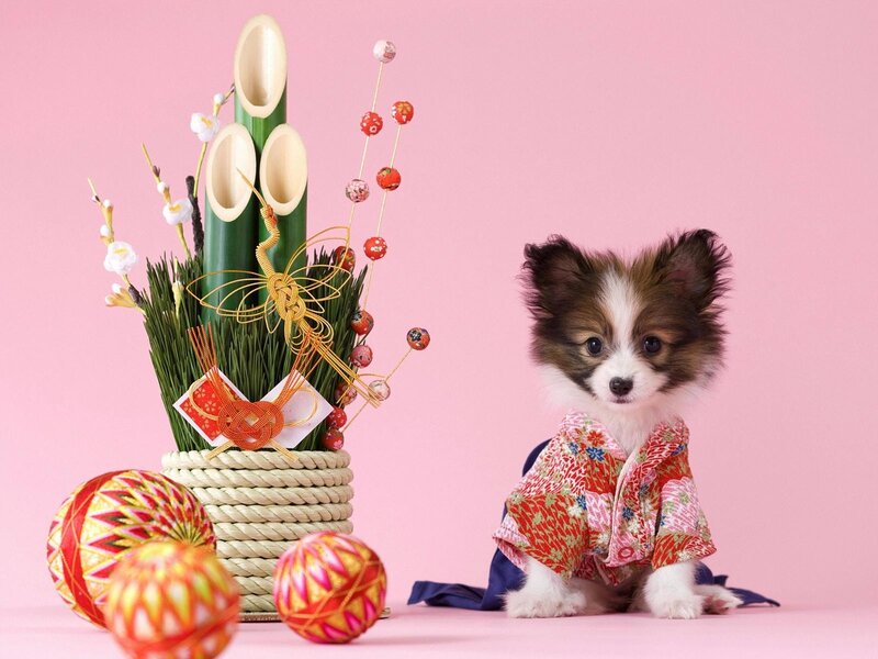 Puppy in kimono with New Year decor