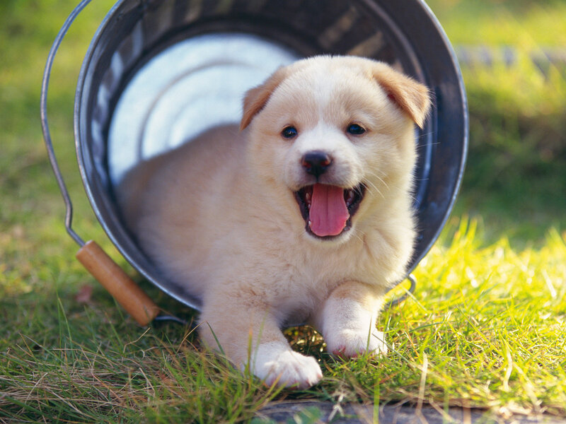 Puppy in Metal Bucket