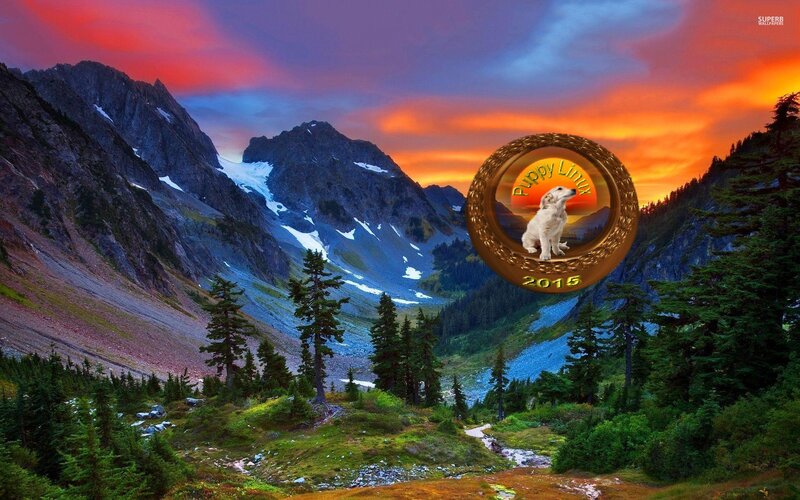 Puppy in Mountain Valley