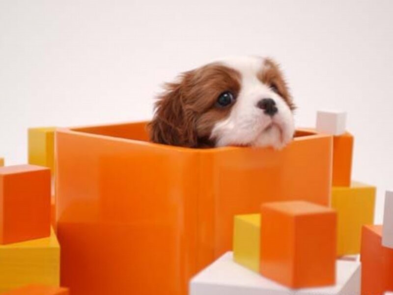 puppy in orange box