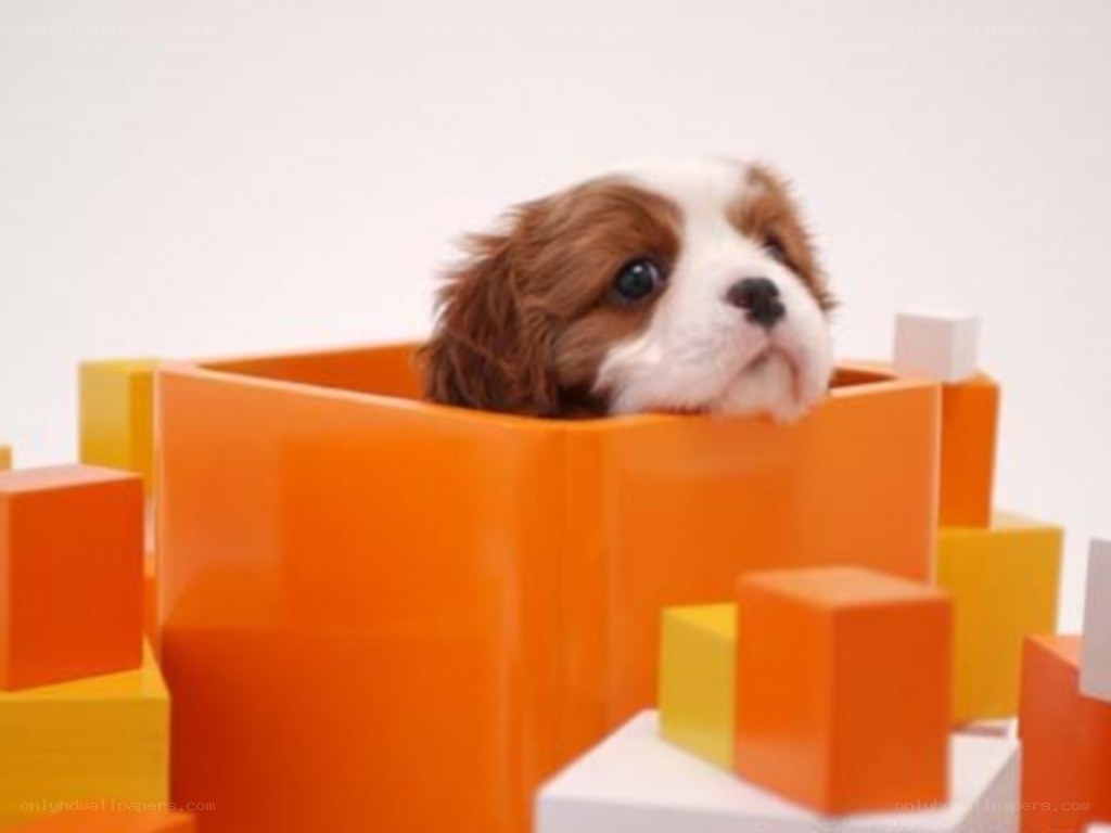 puppy in orange box