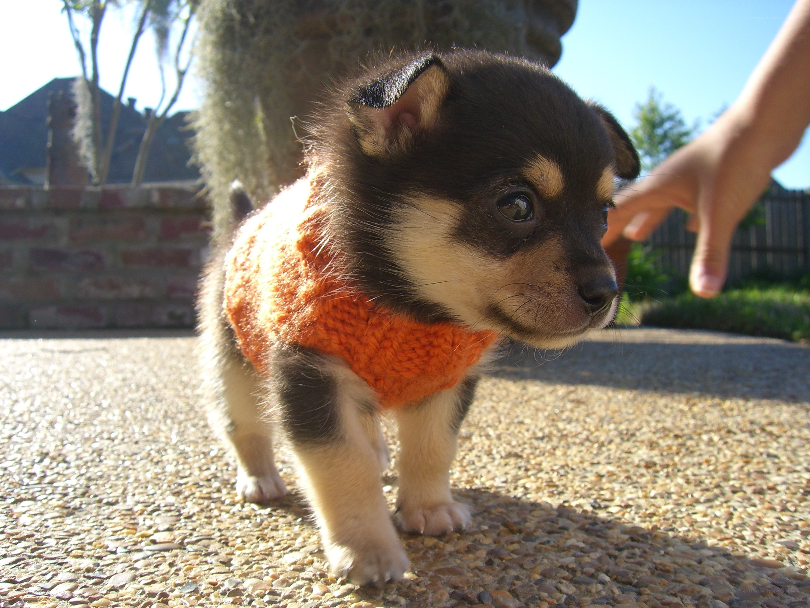 puppy in orange sweater