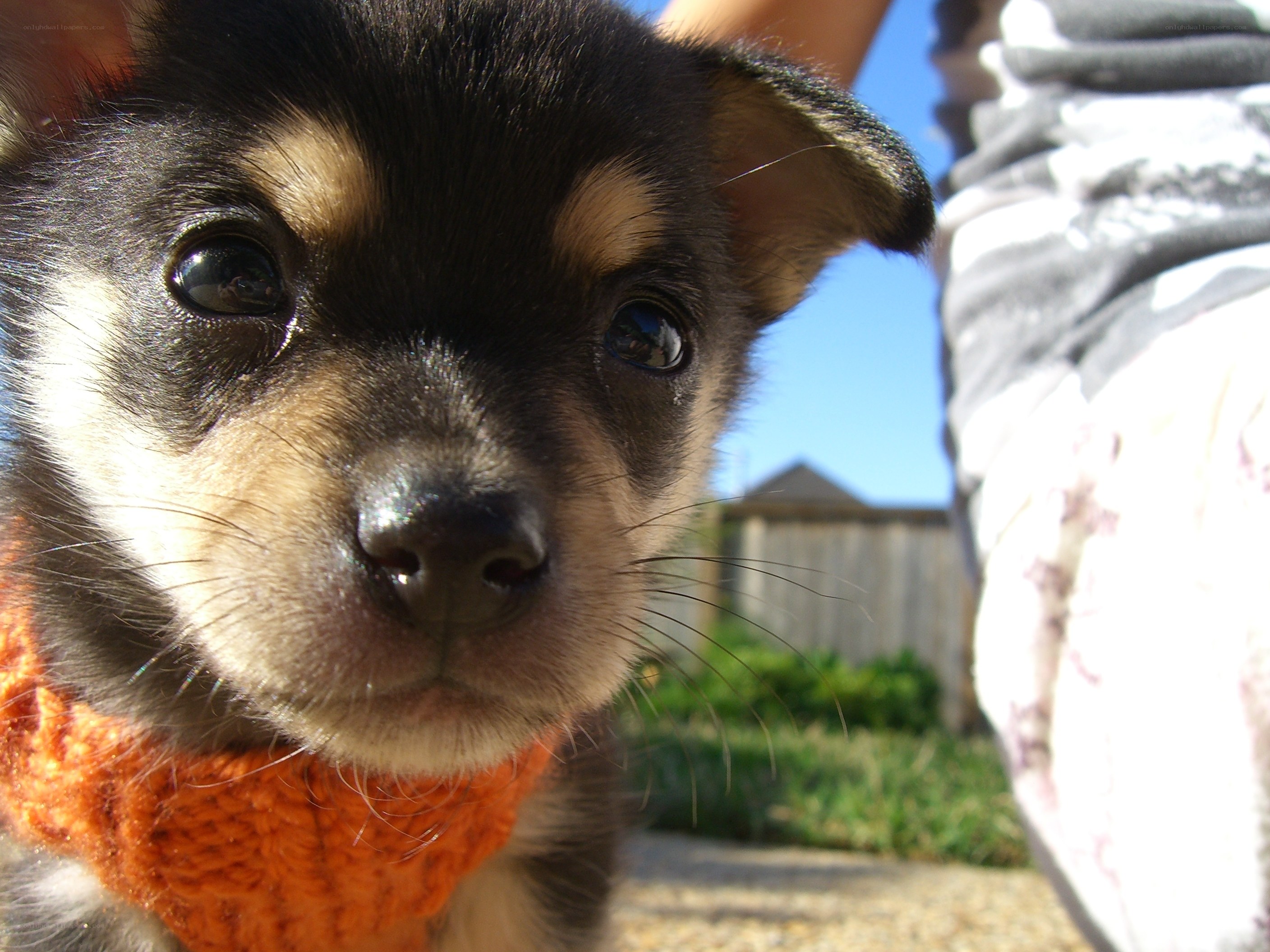 puppy in orange sweater