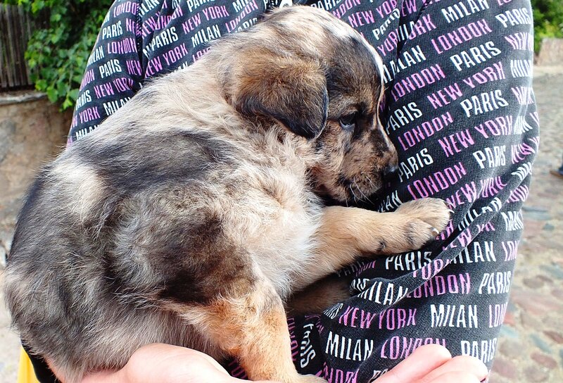Puppy in Person's Arms