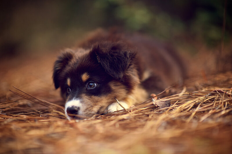 Puppy in Pine Needles