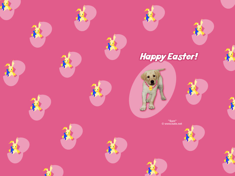 Puppy in Pink Background