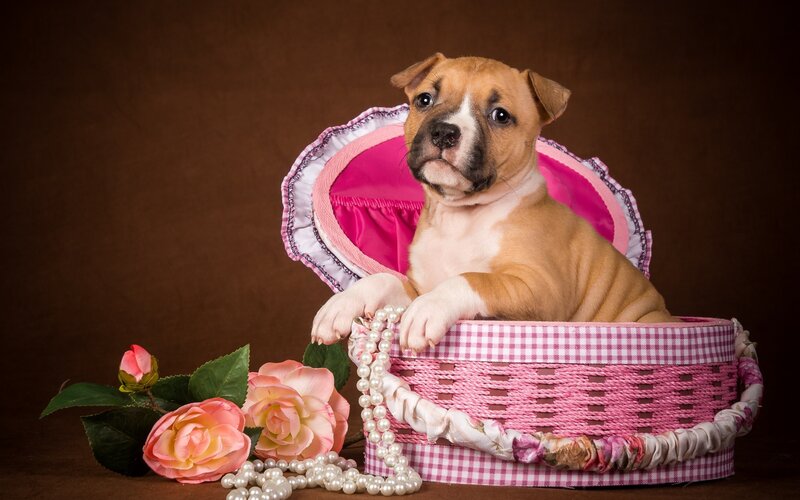 Puppy in Pink Basket — Calm, Photograph, Roses