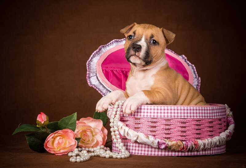 Puppy in Pink Basket — Calm, Photograph