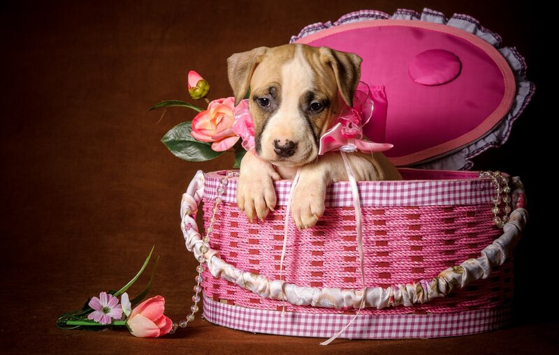 Puppy in Pink Basket — Calm