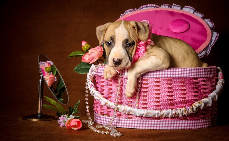 Puppy in Pink Basket