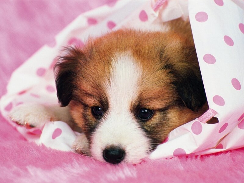 Puppy in pink blanket