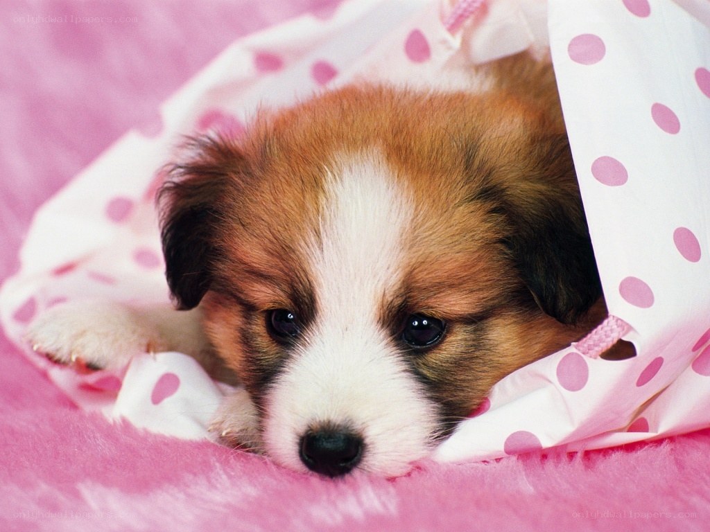 Puppy in pink blanket
