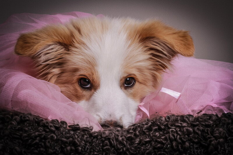 Puppy in Pink Tulle
