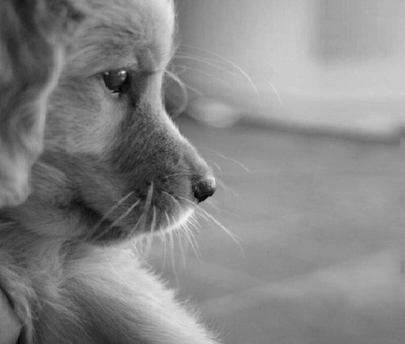 Puppy in Profile — Black
