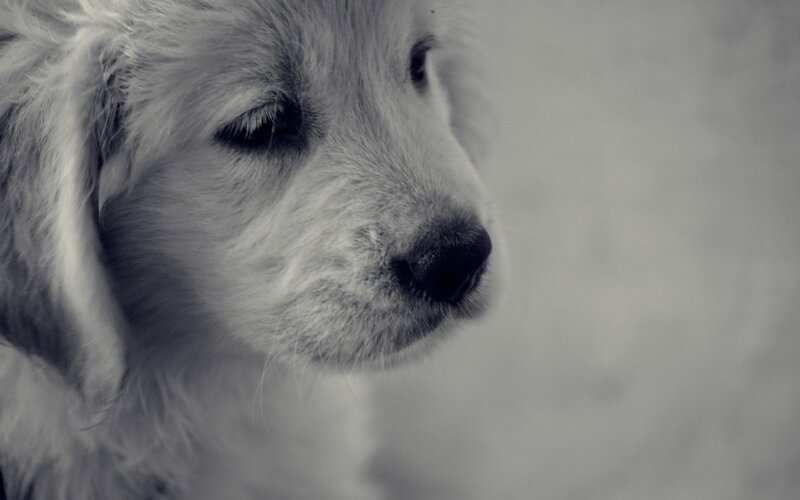 Puppy in Profile — Gray, Calm