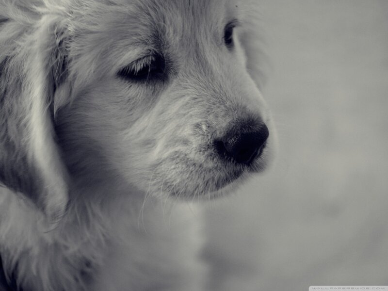 Puppy in Profile — Gray