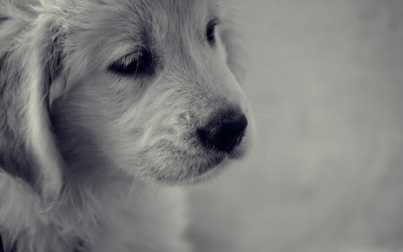 Puppy in Profile