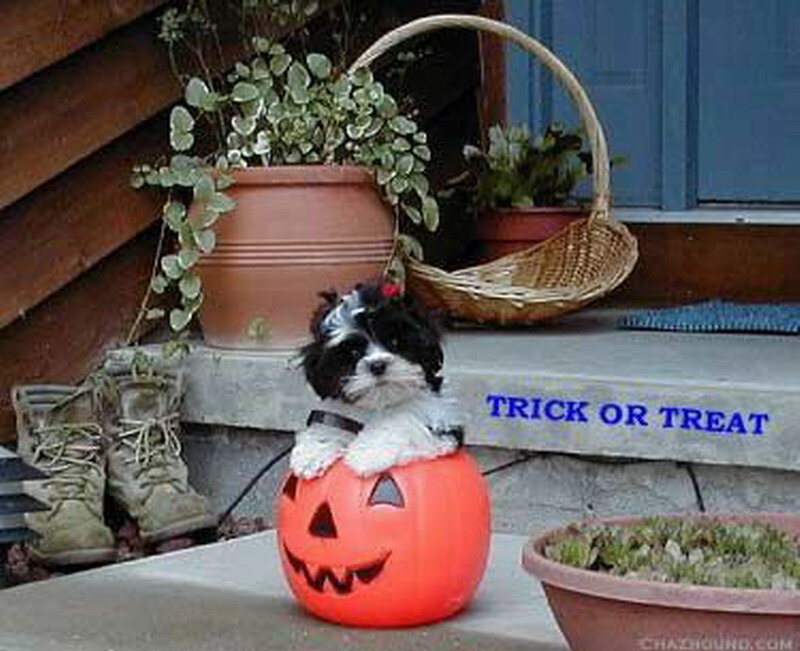 Puppy in Pumpkin