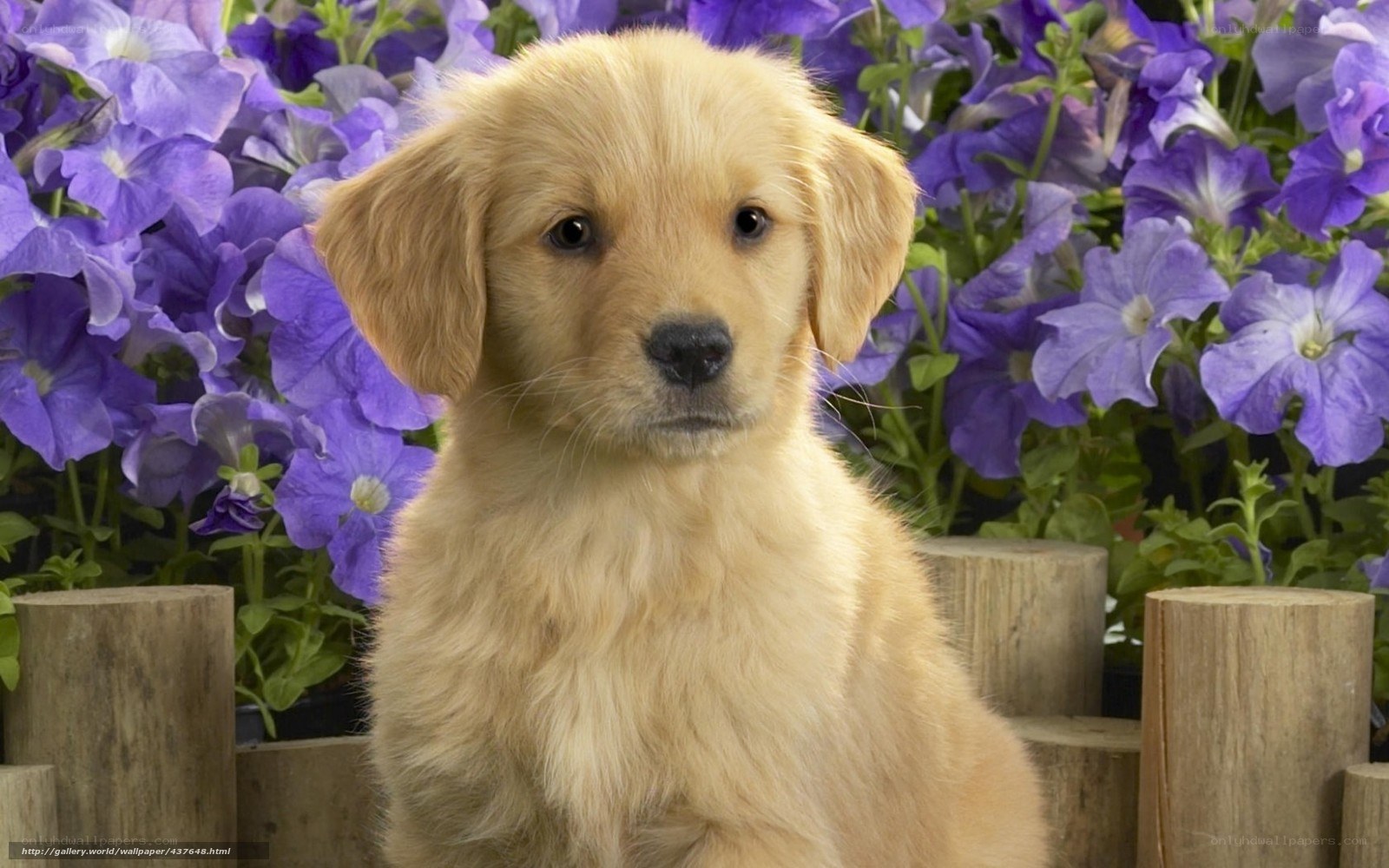 puppy in purple flowers