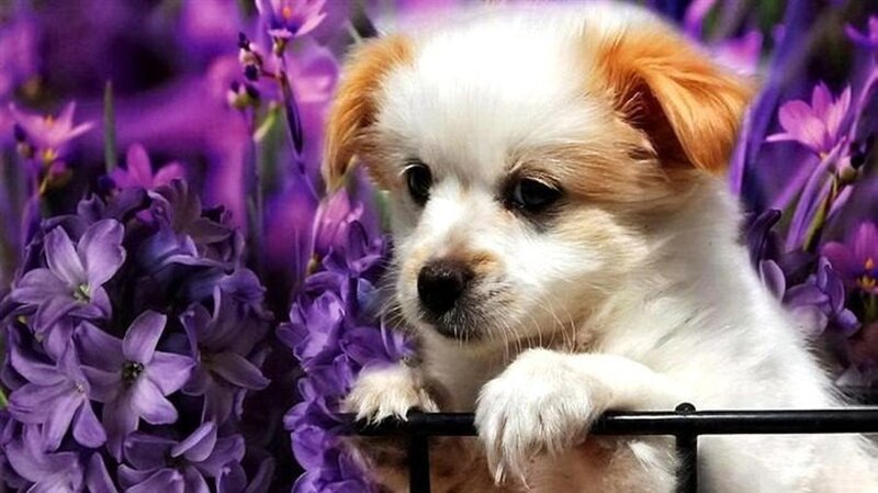 Puppy in Purple Flowers — Calm, Photograph