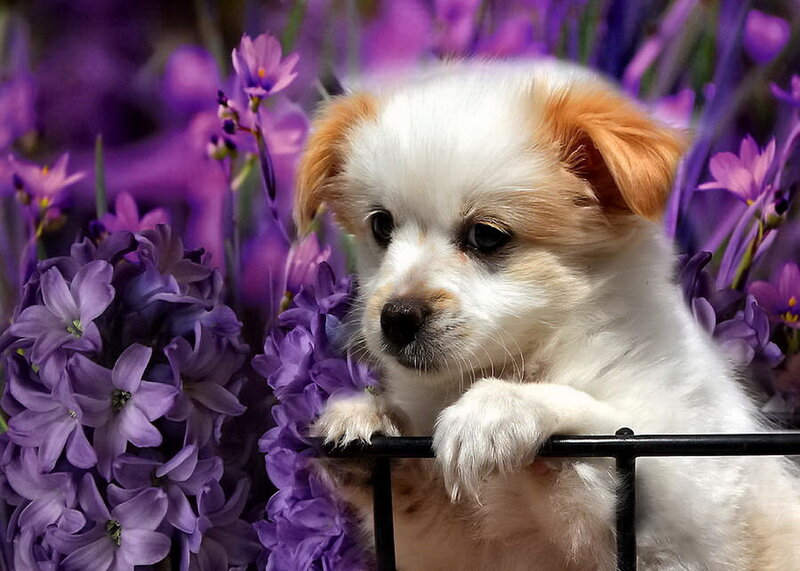 Puppy in Purple Flowers — Calm