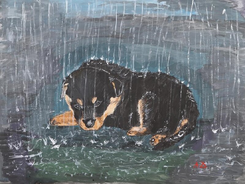 Puppy in Rain