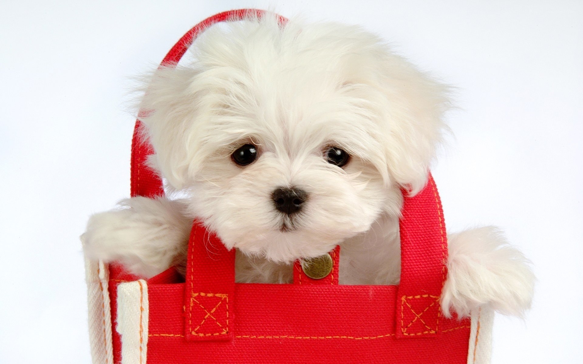 puppy in red bag