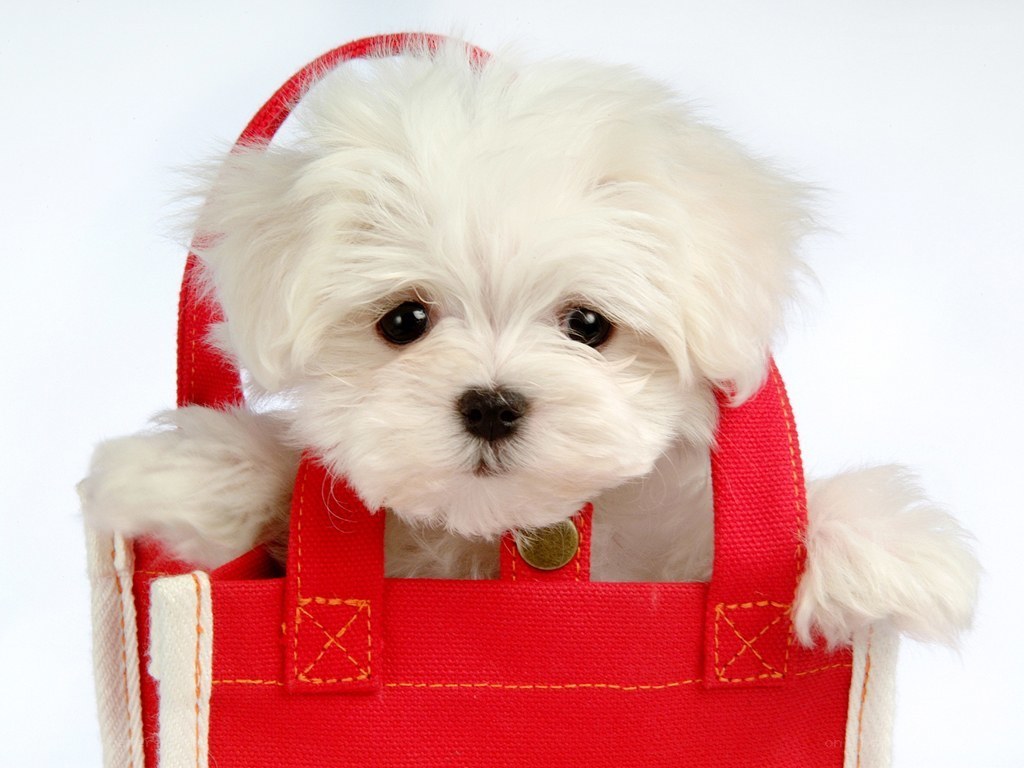 puppy in red bag