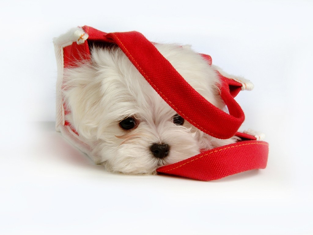 puppy in red bag