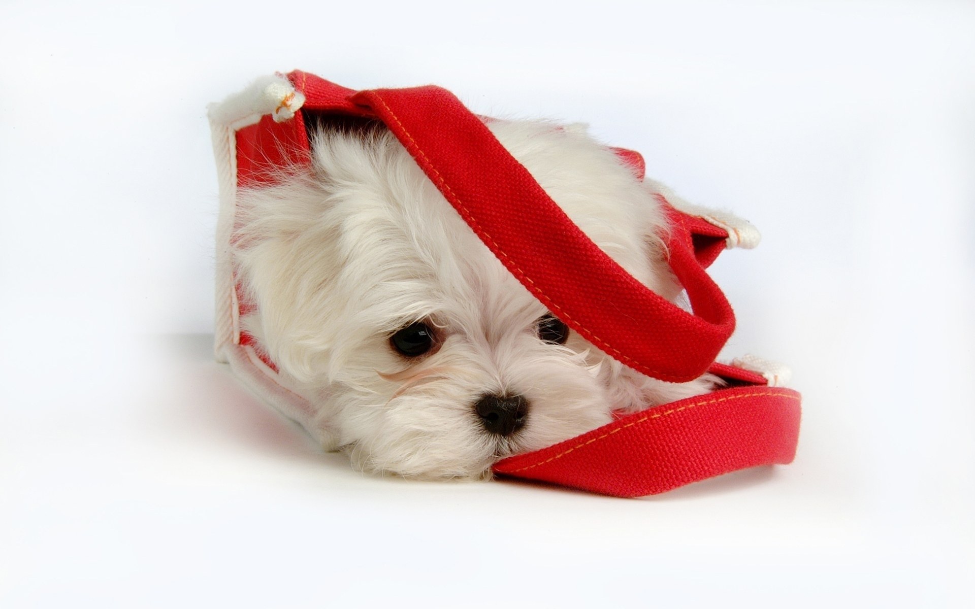 puppy in red bag