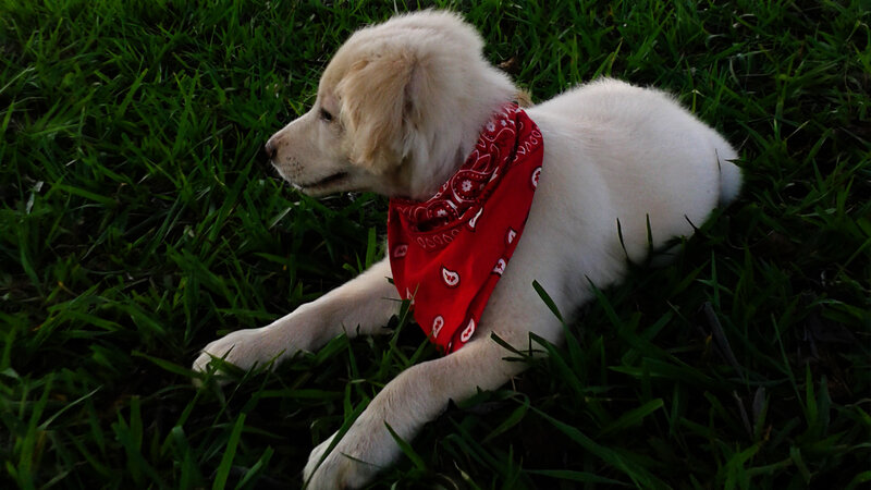 Puppy in Red Bandana