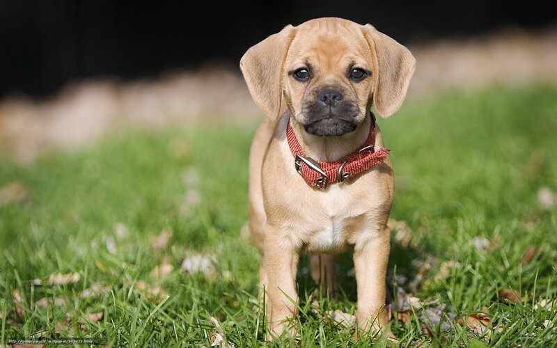 Puppy in Red Collar