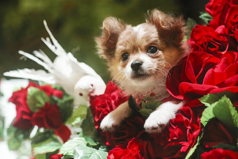 Puppy in Red Flowers — Serene