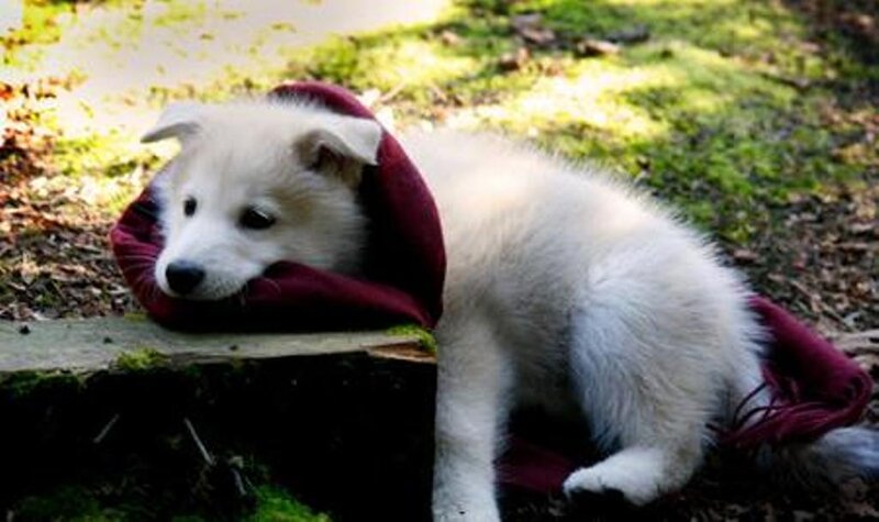 puppy in red hood