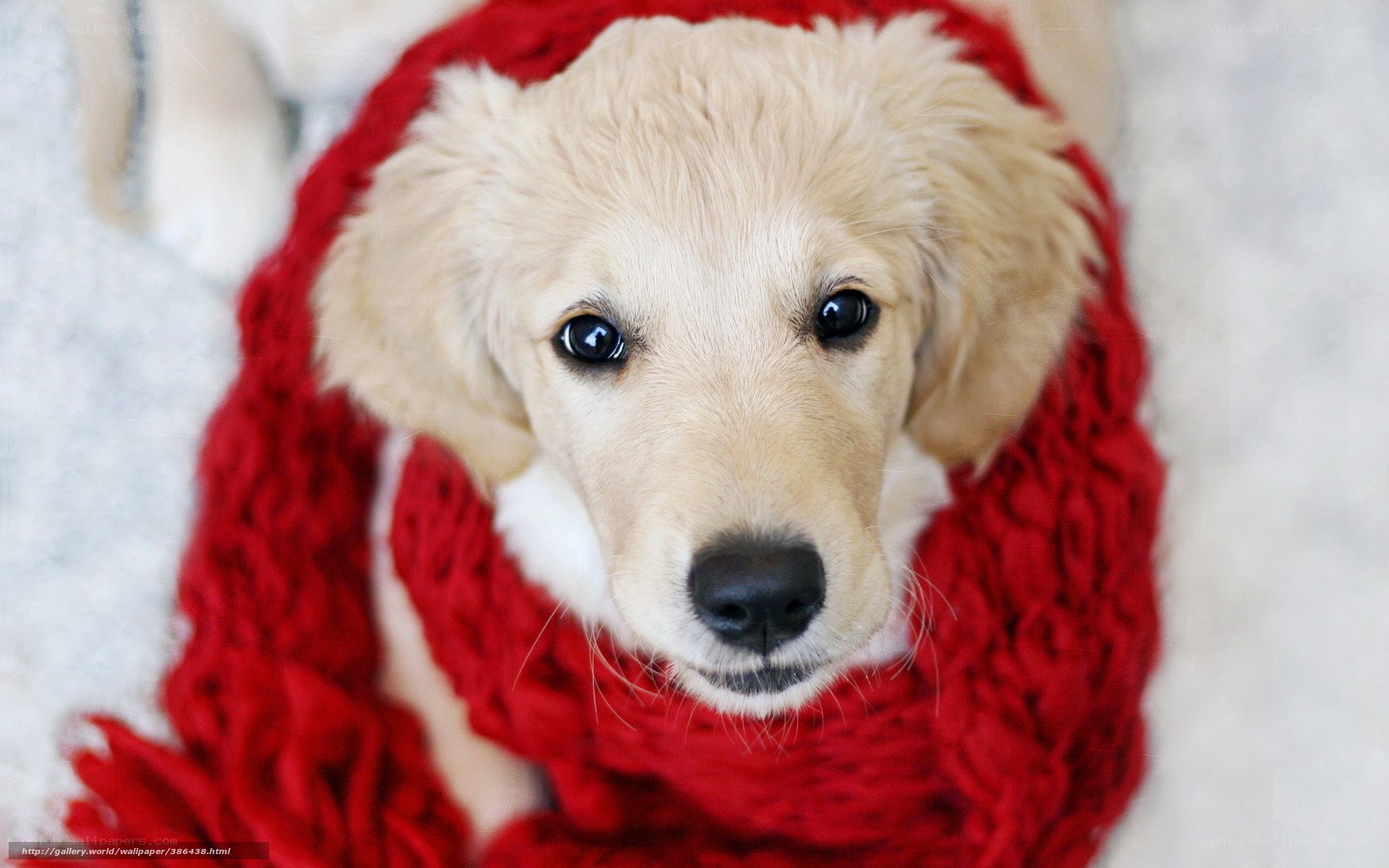 puppy in red scarf
