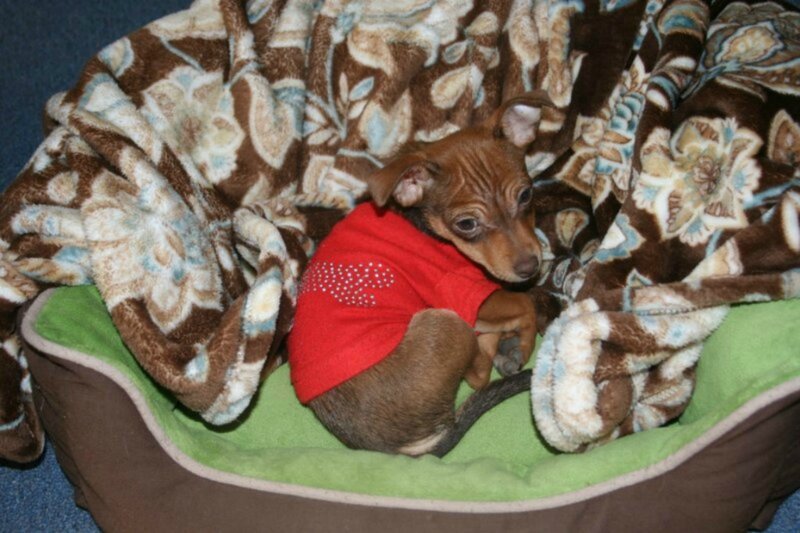 Puppy in Red Shirt