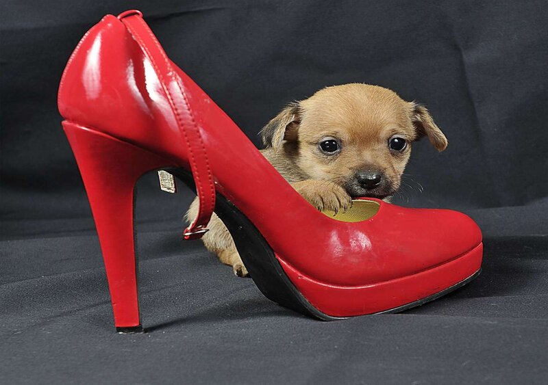 Puppy in Red Shoe