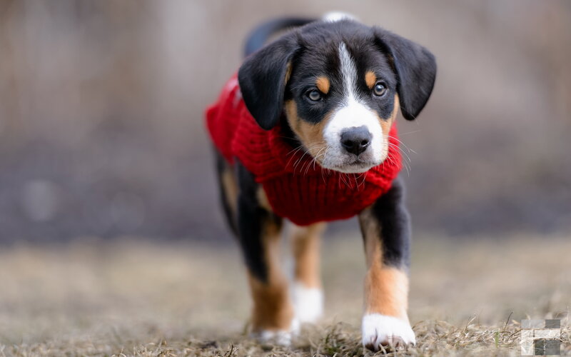 Puppy in Red Sweater — Calm