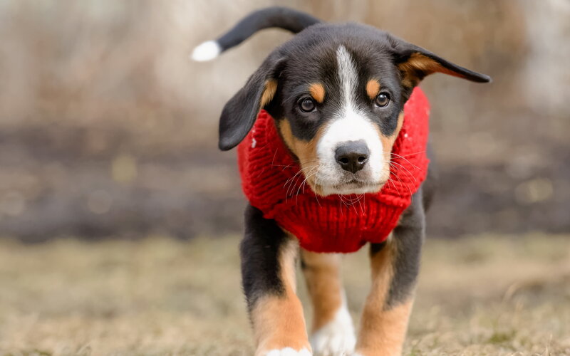 Puppy in Red Sweater — Playful, Photograph
