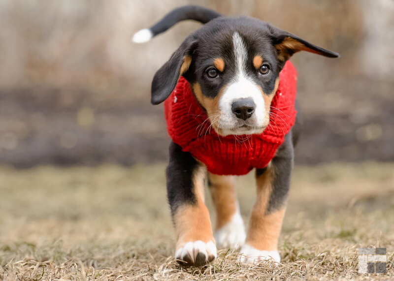 Puppy in Red Sweater — Playful