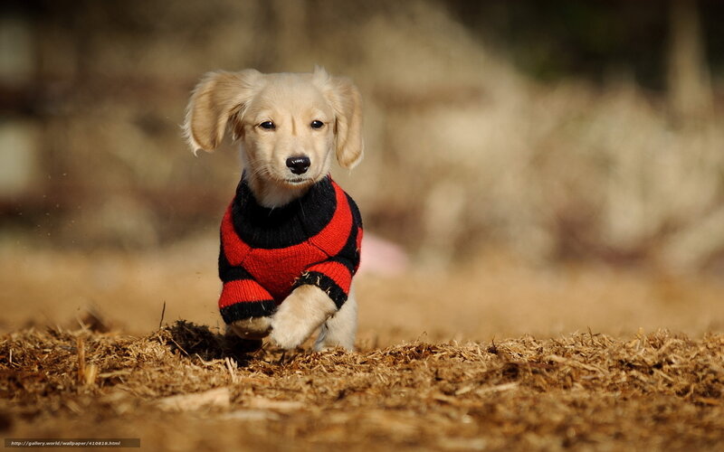puppy in red sweater running
