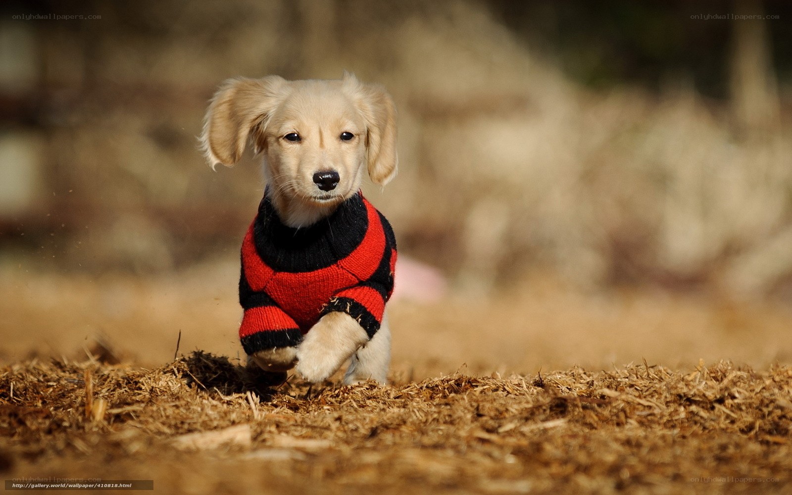 puppy in red sweater running