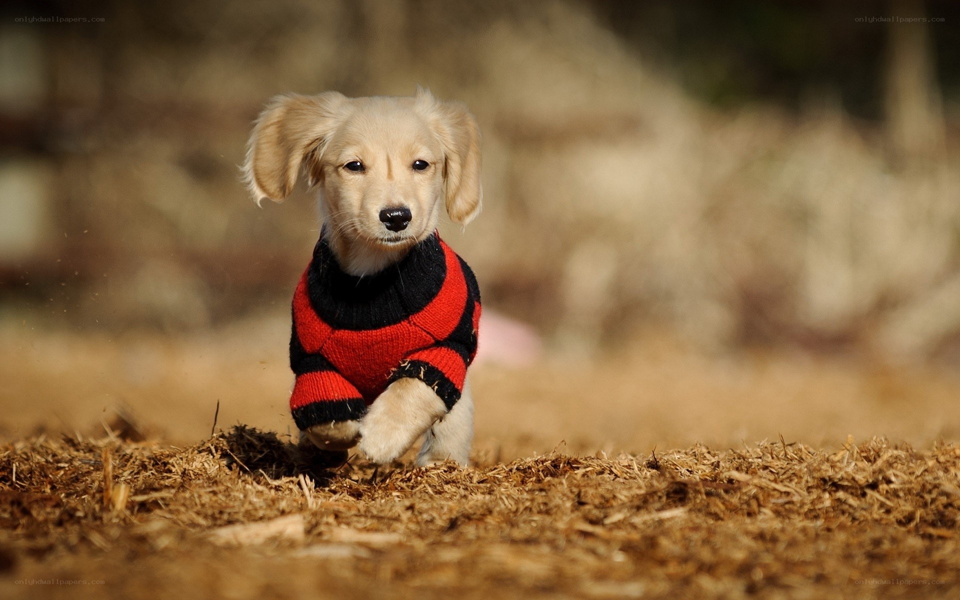 puppy in red sweater