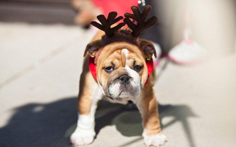 puppy in reindeer antlers