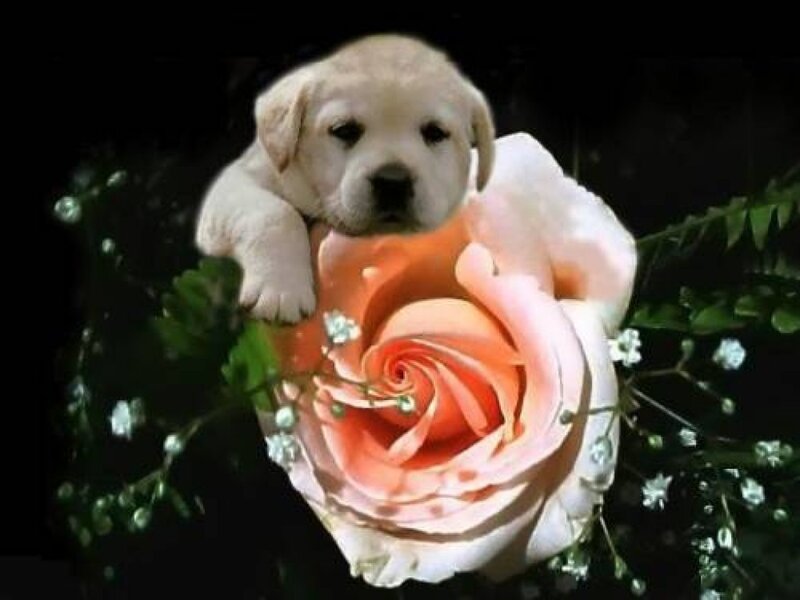 Puppy in Rose